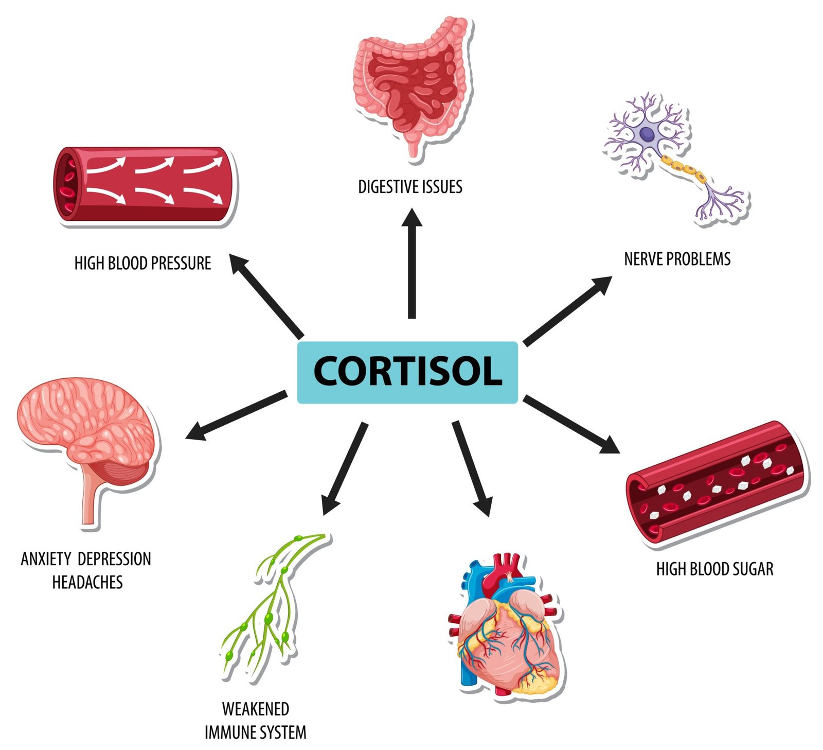 High Cortisol